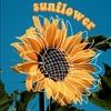 sunflower3945